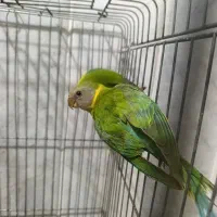 جفت طوطی کله فندوقی عروسک نرو ماده