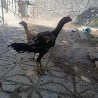 جوجه مرغ و خروس لاری