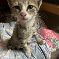 واگذاری رایگان بچه گربه|گربه|قزوین, |دیوار