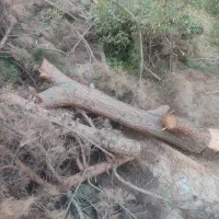 خریدو فروش چوب هیزمی و صنعتی|خدمات باغبانی و درختکاری|کرج, اتمسفر|دیوار