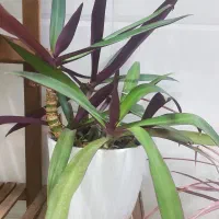 گل اپارتمانی|گل و گیاه طبیعی|اصفهان, پینارت|دیوار