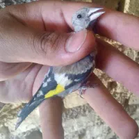 جوجه سهره کال سینه خال دار زیر دهن بوده بشرط نر|پرنده|ساوه, |دیوار