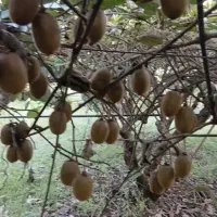 کیوی درجه یک سر درختی|عمدهفروشی|رشت, نامجو|دیوار