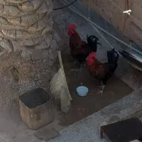 حیوانات اهلی مرغ وخروس