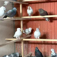 کفتر|پرنده|تهران, چیتگر جنوبی|دیوار
