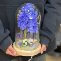 درختچه هورتانسیا جاودان