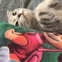 اسکاتیش فولد|گربه|ری, منصوریه منگل|دیوار