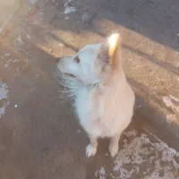 سگ پامر اشپیتز