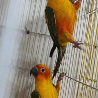 جفت خورشیدی|پرنده|ساری, |دیوار