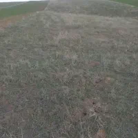 زمین کشاورزی دیم بستان آباد