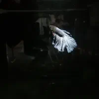 ماهی فایتر بتا