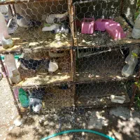 چفت طوری معاوضه|لوازم جانبی حیوانات|زرند, |دیوار