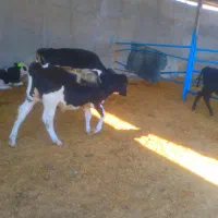 گاوگوساله تلیسه خریدوفروش درشهرضا|حیوانات مزرعه|اصفهان, امین‌آباد|دیوار