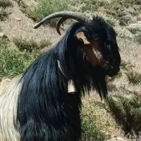 فروش بز بزغاله و بره داشتی نیم گوشت