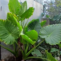 فروش گل بابا آدم|گل و گیاه طبیعی|سنگر, |دیوار