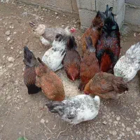 فروش مرغ و خروس|حیوانات مزرعه|چمستان, |دیوار