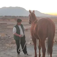 اسب تروبرد|اسب و تجهیزات اسبسواری|سبزوار, ابارش|دیوار