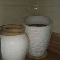 گلدان|گل و گیاه طبیعی|اهواز, فولادشهر|دیوار