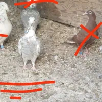 ۳ کفتر پلاکی|پرنده|خرم بید, |دیوار