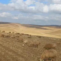 فروش گوسفند