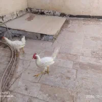 دو عدد خروس دستی
