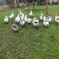 غاز محلی ، اردک اسرائیلی، مرغ و خروس محلی|حیوانات مزرعه|شاندرمن, |دیوار