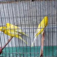 قناری ماده رسمی بلند