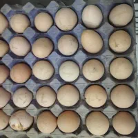 تخم مرغ محلی خوراکی ونطفدار|حیوانات مزرعه|مریوان, |دیوار