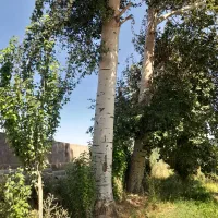 خرید چوب و درختان خشگ وسقفی