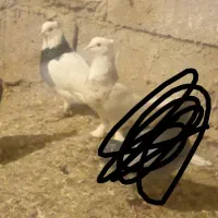 طوقی فروشی