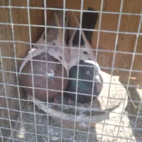 کفتر سینه ای|پرنده|شهریار, شهرک وائین|دیوار