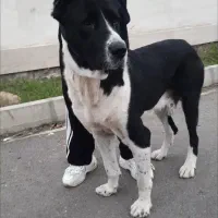 سگ سرابی سن 3 سال|سگ|رامسر, |دیوار