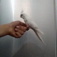 عروس هلندی آلبینو و....