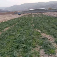 زمین زعفران ۳ساله