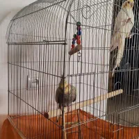 یک جفت عروس هلندی نر و ماده مولد با قفس|پرنده|پاکدشت, پاکدشت (مامازند)|دیوار