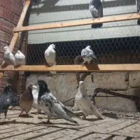 کبوتر ایرانی ۲۵ عدد|پرنده|اردبیل, |دیوار