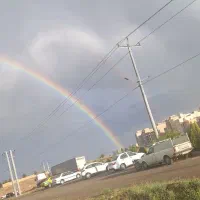 پرنده پیدا شده امشب