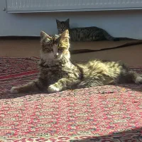 گربه خانگی بازیگوش