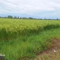 شالیزار برنج.زمین کشاورزی.شالیزار