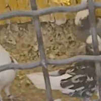 هما|پرنده|تهران, مینابی|دیوار