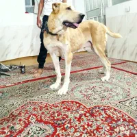 واگزاری سگ افغان|سگ|بافق, |دیوار