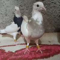کفتر طوقی|پرنده|اهواز, اسلام آباد شرقی|دیوار