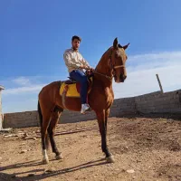 اسب نریون  سه ساله ترکمن|اسب و تجهیزات اسب‌سواری|ملک‌آباد, |دیوار