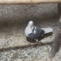 دوجفت ابلغ سبز درج یک دهن خورد|پرنده|جوادآباد, |دیوار