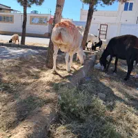 گوسفند|حیوانات مزرعه|بیرجند, |دیوار