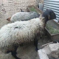 بره