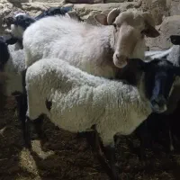قوچ شاخی|حیوانات مزرعه|بوئین و میاندشت, |دیوار