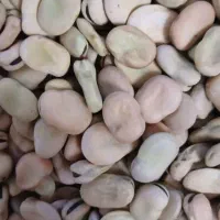باقله درجه یک
