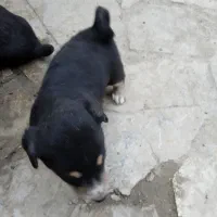 سگ پاپی نگهبان|سگ|مشهد, میان ولایت|دیوار