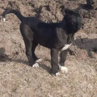 توله سرابی اصیل